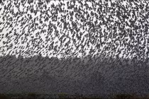 Hàng triệu con chim có hành vi lạ, bầu trời cảnh báo sốc