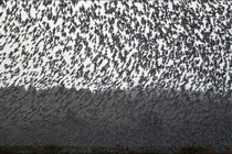 Hàng triệu con chim có hành vi lạ, bầu trời cảnh báo sốc