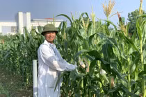 Nhà khoa học tạo giống ngô đột phá, siêu ngọt cho người tiểu đường