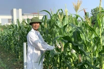 Nhà khoa học tạo giống ngô đột phá, siêu ngọt cho người tiểu đường