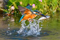 Người sinh vào 4 ngày Âm lịch này, số mệnh cát tường, tháng 11 tiền đầy túi