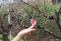 Chuyên gia tư vấn kỹ thuật điều khiển hoa đào nở đúng Tết