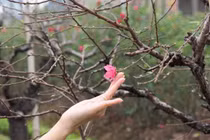 Chuyên gia tư vấn kỹ thuật điều khiển hoa đào nở đúng Tết