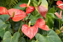 Loài cây phong thủy giúp gia chủ đổi vận hút may mắn