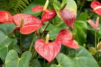 Loài cây phong thủy giúp gia chủ đổi vận hút may mắn