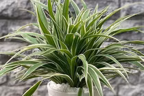 Top 10 cây cảnh giúp làm sạch không khí trong nhà theo NASA