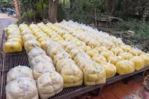 Riềng xay trộn Vàng O độc hại thế nào?