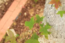 Loài cây độc lạ, lá ăn cực ngon, Hà Nội trồng nhiều