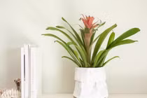 Đặt 5 loại cây này ở ‘tài vị’, ví tiền rủng rỉnh suốt năm