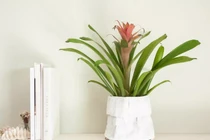 Đặt 5 loại cây này ở ‘tài vị’, ví tiền rủng rỉnh suốt năm