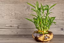 Góc vàng phong thủy đặt chậu cây giúp gia chủ hút tài lộc