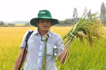 Hành trình đưa gạo Việt lên ngôi ngon nhất thế giới của AHLĐ Hồ Quang Cua