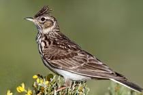 Giải mã giọng hót ma mị của chim sơn ca ‘tứ đại danh ca’