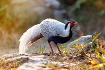 Vụ nuôi gà lôi trắng không biết là vi phạm, chuyên gia nói gì?