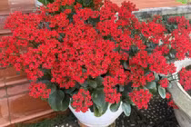  Đặt cây sống đời đúng chỗ, tài lộc kéo về không ngừng nghỉ