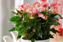 Tại sao hồng môn được ưa chuộng trong phong thủy năm mới?