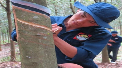 Đấu thầu tại Cao su Phú Thịnh: Vì sao đối thủ giàu kinh nghiệm "ngã ngựa"?