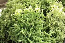 Độc lạ cây cảnh “khúc xương nhảy múa”, hút tài lộc và may mắn
