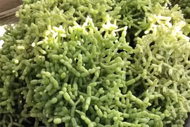 Độc lạ cây cảnh “khúc xương nhảy múa”, hút tài lộc và may mắn