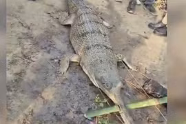Cá sấu gharial mắc kẹt gần sông Hằng, dân làng hoảng sợ