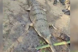 Cá sấu gharial mắc kẹt gần sông Hằng, dân làng hoảng sợ