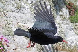 Sửng sốt trí thông minh của loài quạ, sánh ngang cá heo... nói như người