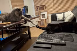 Khoảnh khắc dễ thương của động vật, lịm tim người nhìn