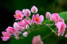 Cây cảnh nữ hoàng dây leo, hút tài lộc, gắn kết tình duyên