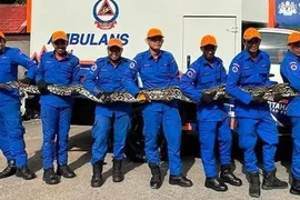 Cả làng sững sờ phát hiện 'quái thú' rình rập phía sau nhà