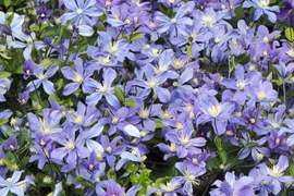 Cây cảnh tạo cơn sốt với hoa đổi màu đẹp như phép thuật