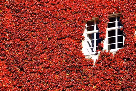 Cây cảnh đổi màu rực rỡ, hút tài lộc, bình an vào nhà