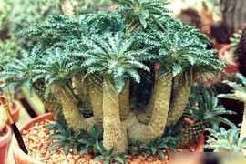 Độc lạ loài cây mặt trời 5.000 đô giúp gia chủ phát tài