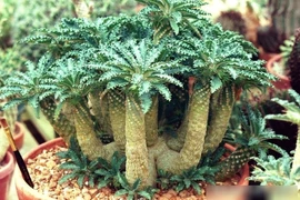 Độc lạ loài cây mặt trời 5.000 đô giúp gia chủ phát tài