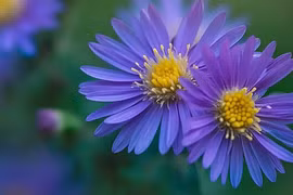 Giờ sinh vàng mười, lớn lên mang lại vinh dự cho gia tộc