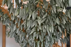 Loài cây 'thiên thần',mang điềm lành, may mắn vào nhà