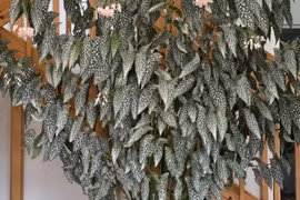 Loài cây 'thiên thần',mang điềm lành, may mắn vào nhà