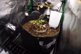 Lập trình viên cho AI trồng cà chua để thử giới hạn thật 