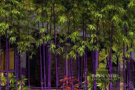 Top 4 cây cảnh sang trọng, quý phái... hút may mắn cho gia chủ