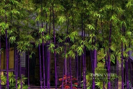 Top 4 cây cảnh sang trọng, quý phái... hút may mắn cho gia chủ