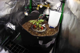 Lập trình viên cho AI trồng cà chua để thử giới hạn thật 