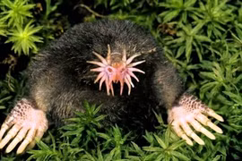 'Yêu tinh' ngoài đời thực, nhìn một lần sốc đến già