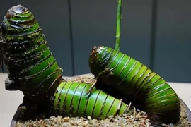 Cây cảnh mọc đầy đường Việt Nam bất ngờ hóa báu vật phong thủy