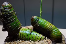 Cây cảnh mọc đầy đường Việt Nam bất ngờ hóa báu vật phong thủy