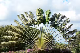 Cây cảnh quạt gió khổng lồ, mang phong thủy may mắn đến sân vườn nhà