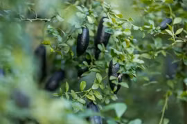 Loại cây độc lạ, quả hình ngón tay ngon tựa trứng cá muối