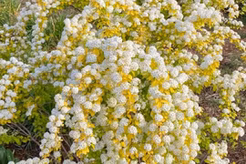 Độc lạ loài cây nở hoa như tuyết phun, chiêu may rước lộc