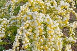 Độc lạ loài cây nở hoa như tuyết phun, chiêu may rước lộc