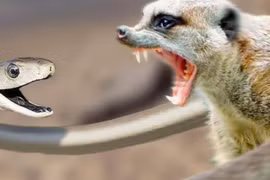 Danh sách thiên địch đáng sợ nhất của các loài rắn độc