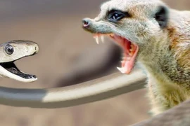 Danh sách thiên địch đáng sợ nhất của các loài rắn độc