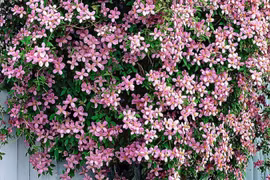 Hoa giấy đã lỗi thời, dân tình phát cuồng vì loài hoa này